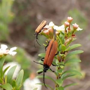 Porrostoma sp. (genus) at Cook, ACT - suppressed