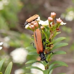 Porrostoma sp. (genus) at Cook, ACT - 19 Dec 2023