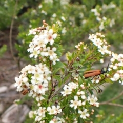 Porrostoma sp. (genus) at Cook, ACT - suppressed