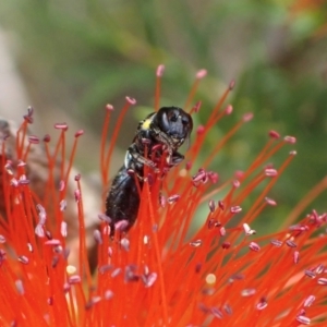 Amphylaeus (Agogenohylaeus) obscuriceps at Murrumbateman, NSW - 19 Dec 2023