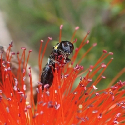 Amphylaeus (Agogenohylaeus) obscuriceps at Murrumbateman, NSW - 18 Dec 2023 by SimoneC