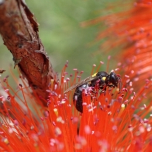 Amphylaeus (Agogenohylaeus) obscuriceps at Murrumbateman, NSW - 19 Dec 2023