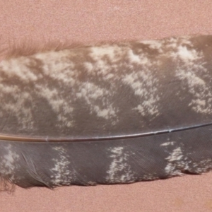 Podargus strigoides at Narrabundah, ACT - 19 Dec 2023