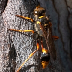 Sceliphron formosum (Formosum mud-dauber) at Higgins, ACT - 14 Dec 2023 by Untidy