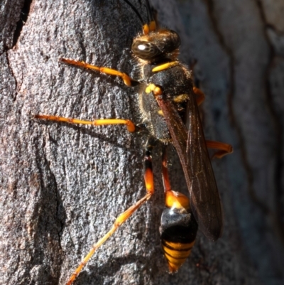 Sceliphron formosum (Formosum mud-dauber) at Higgins Woodland - 14 Dec 2023 by Untidy