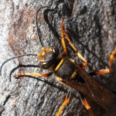 Sceliphron formosum at Higgins Woodland - 15 Dec 2023