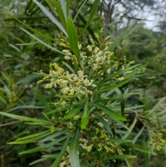 Lomatia myricoides (River Lomatia) at Mongarlowe River - 20 Dec 2023 by MelitaMilner