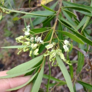 Lomatia myricoides at QPRC LGA - 20 Dec 2023 06:12 PM