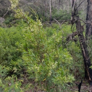 Lomatia myricoides at QPRC LGA - 20 Dec 2023 06:12 PM