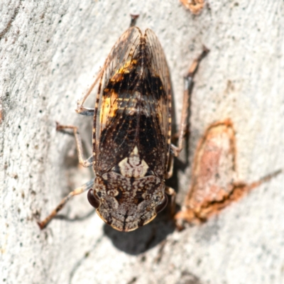 Stenocotis depressa (Leafhopper) at Higgins, ACT - 14 Dec 2023 by Untidy