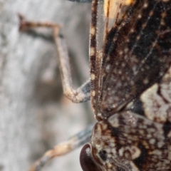 Stenocotis depressa at Higgins Woodland - 15 Dec 2023