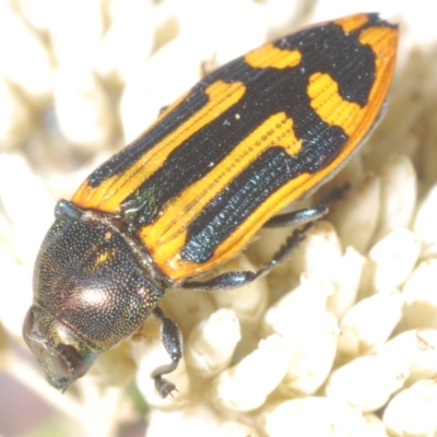 Castiarina costata (Jewel Beetle) at QPRC LGA - 16 Dec 2023 by Harrisi