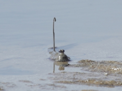 Oxudercinae (subfamily) (Mudskipper) at Wellington Point, QLD - 19 Dec 2023 by TimL