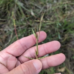 Cymbopogon refractus (Barbed-wire Grass) at Block 402 - 21 Dec 2023 by Wildlifewarrior80