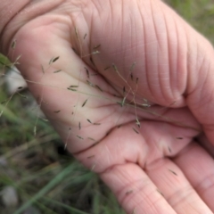 Eragrostis curvula (African Lovegrass) at Block 402 - 20 Dec 2023 by brettguy80