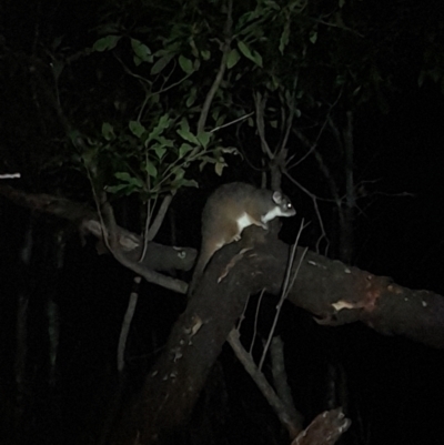 Pseudocheirus peregrinus (Common Ringtail Possum) at Ben Boyd National Park - 18 Dec 2023 by VanceLawrence