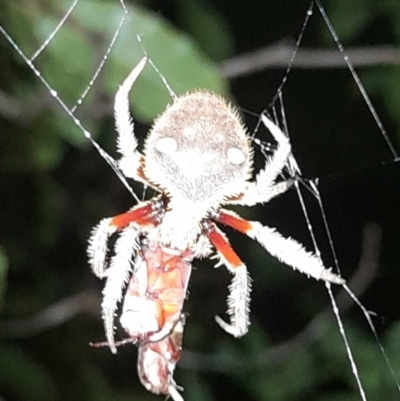 Unidentified Spider (Araneae) at Green Cape, NSW - 18 Dec 2023 by VanceLawrence