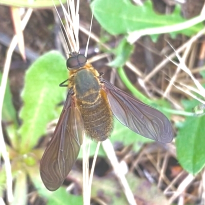 Comptosia sp. (genus) (Unidentified Comptosia bee fly) at Tuggeranong, ACT - 20 Dec 2023 by Shazw