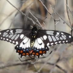 Papilio anactus (Dainty Swallowtail) at Mount Jerrabomberra QP - 14 Dec 2023 by Paul4K