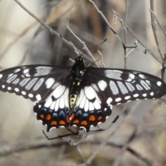 Papilio anactus (Dainty Swallowtail) at Mount Jerrabomberra - 14 Dec 2023 by Paul4K