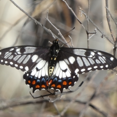 Papilio anactus (Dainty Swallowtail) at Mount Jerrabomberra - 14 Dec 2023 by Paul4K