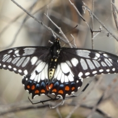 Papilio anactus at Mount Jerrabomberra QP - 15 Dec 2023 06:49 AM