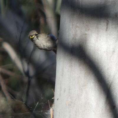 Caligavis chrysops (Yellow-faced Honeyeater) at Mount Jerrabomberra QP - 14 Dec 2023 by Paul4K