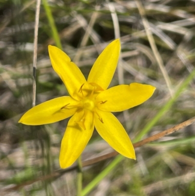 Hypoxis hygrometrica var. hygrometrica (Golden Weather-grass) at Paddys River, ACT - 17 Dec 2023 by JaneR