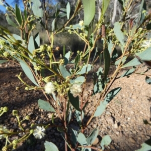 Acacia penninervis at Mount Jerrabomberra - 15 Dec 2023