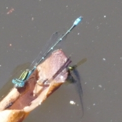 Austroagrion watsoni at QPRC LGA - 15 Dec 2023