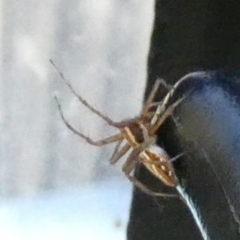 Oxyopes (genus) (Lynx spider) at QPRC LGA - 15 Dec 2023 by Paul4K