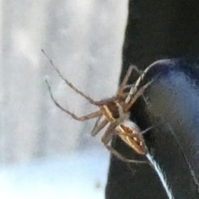 Oxyopes sp. (genus) (Lynx spider) at QPRC LGA - 15 Dec 2023 by Paul4K