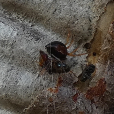 Euryopis umbilicata (Striped tick spider) at QPRC LGA - 16 Dec 2023 by Paul4K