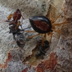 Euryopis umbilicata at QPRC LGA - 17 Dec 2023