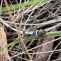 Platybrachys sp. (genus) (A gum hopper) at Fadden, ACT - 30 Nov 2023 by croftel