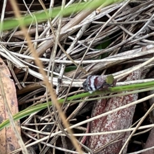 Platybrachys sp. (genus) at Wanniassa Hill NR (WHR) - 30 Nov 2023