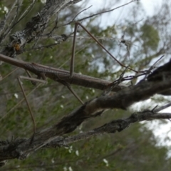 Archimantis latistyla at QPRC LGA - 18 Dec 2023