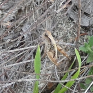 Phaulacridium vittatum at QPRC LGA - suppressed