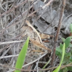 Phaulacridium vittatum at QPRC LGA - suppressed