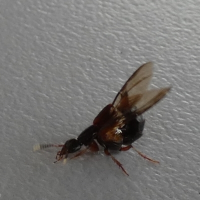 Hesperus haemorrhoidalis (Rove beetle) at QPRC LGA - 18 Dec 2023 by Paul4K