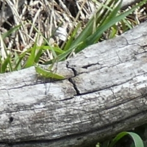 Conocephalus semivittatus at QPRC LGA - suppressed