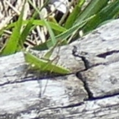 Conocephalus semivittatus at QPRC LGA - suppressed