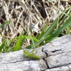 Conocephalus semivittatus at QPRC LGA - suppressed