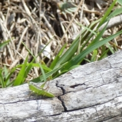 Conocephalus semivittatus at QPRC LGA - suppressed