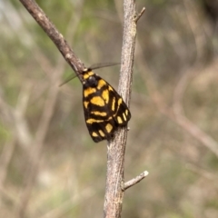 Asura lydia (Lydia Lichen Moth) at Farrer Ridge - 21 Dec 2023 by Shazw