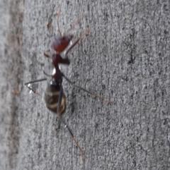 Iridomyrmex purpureus (Meat Ant) at QPRC LGA - 18 Dec 2023 by Paul4K