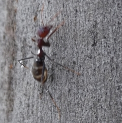 Iridomyrmex purpureus (Meat Ant) at QPRC LGA - 19 Dec 2023 by Paul4K