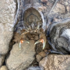 Cherax destructor (Common Yabby) at Farrer Ridge - 20 Dec 2023 by Shazw