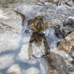 Cherax destructor at Farrer Ridge - 21 Dec 2023 09:16 AM