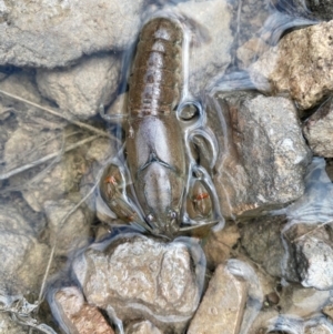 Cherax destructor at Farrer Ridge - 21 Dec 2023 09:16 AM